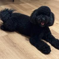 Barboncino nano per monta