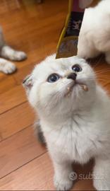 Scottish Fold