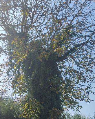 albero 