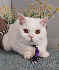 British shorthair bianco