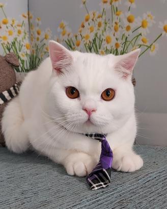 British shorthair bianco