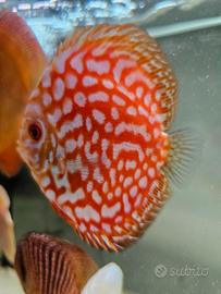 Discus