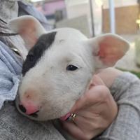 Bull terrier