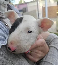 Bull terrier