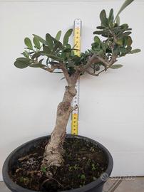 Ulivo prebonsai U22