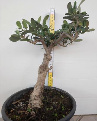 Ulivo prebonsai U22