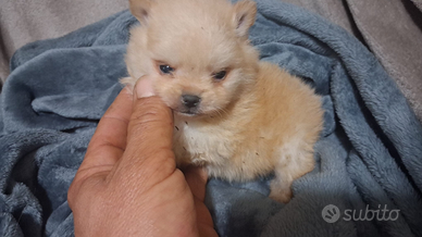 Spiz di Pomerania mini mini Toy maschio di due mes
