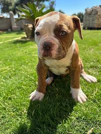 American bulldog
