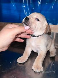 Cuccioli labrador