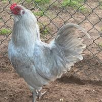 Araucana inglese