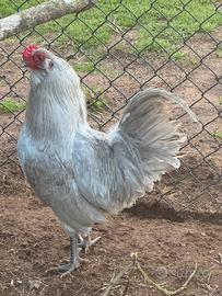 Araucana inglese