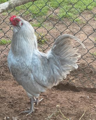 Araucana inglese