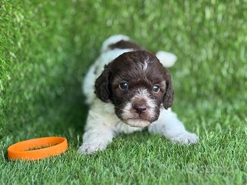 Lagotto romagnolo