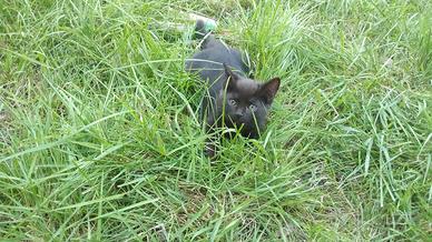 Gattina