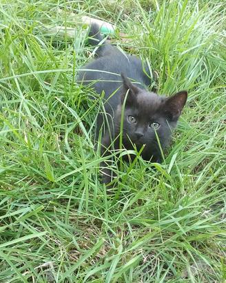 Gattina