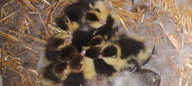 Piccoli di anatra mute
