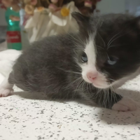 Gattino bianco e nero maschi