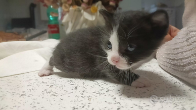 Gattino bianco e nero maschi