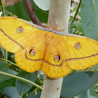 Antheraea jana