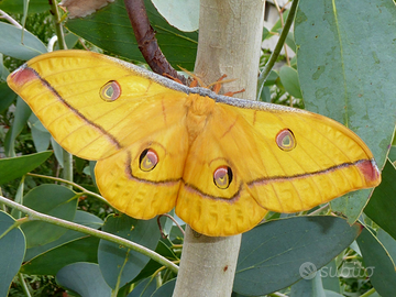 Antheraea jana