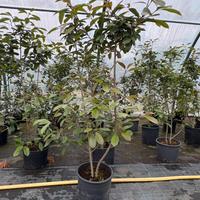 Pianta da siepe, Photinia red robin