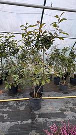 Pianta da siepe, Photinia red robin