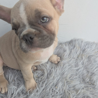 Bulldog francesi blu merle