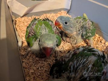 Parrocchetti Alessandrini