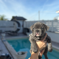 Cucciolo bouledogue francese