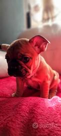 Bulldog francese esotico