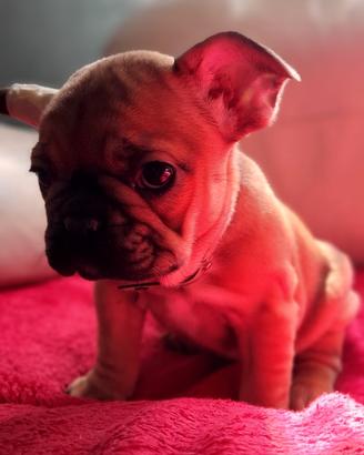 Bulldog francese esotico
