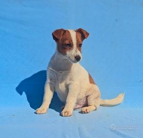Jack russell cuccioli