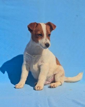 Jack russell cuccioli