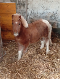 Pony femmina