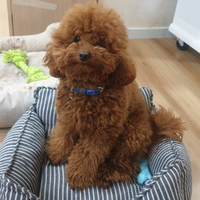 Barboncino red con pedigree per monta