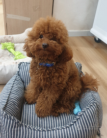 Barboncino red con pedigree per monta