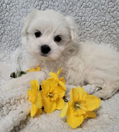 Cuccioli di maltese