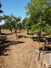 Terreno agricolo 3640 mq