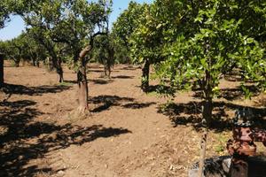 Terreno agricolo 3640 mq