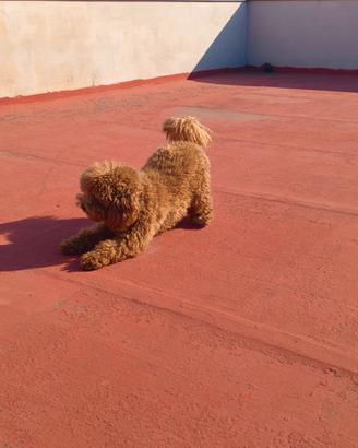Leo disponibile x fidanzata