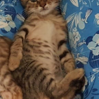 Cuccioli gatto bengala