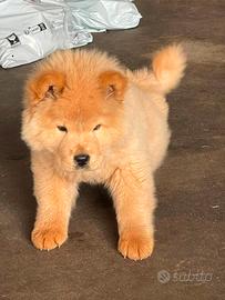 Chow Chow