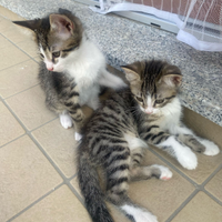 Splendidi gattini nati e cresciuti in casa