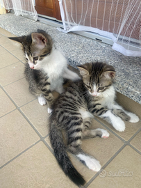 Splendidi gattini nati e cresciuti in casa