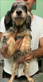 Setter inglese