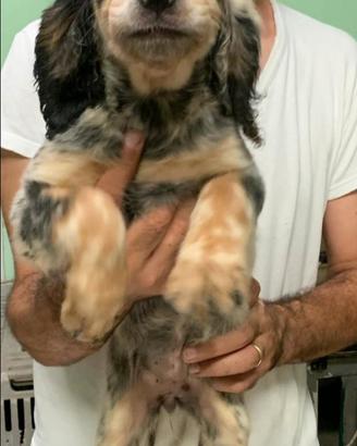 Setter inglese