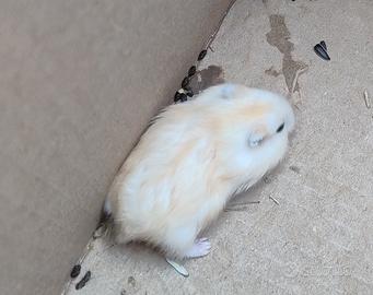 Cucciolo di criceto russo bianco e rosso