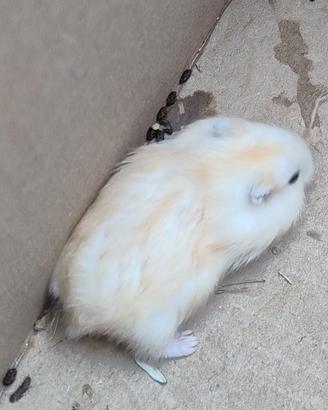 Cucciolo di criceto russo bianco e rosso