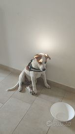 Cucciolo di 5 mesi