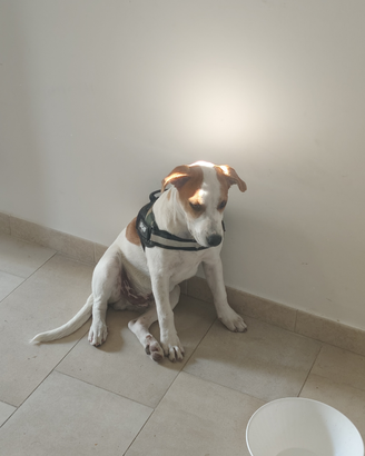 Cucciolo di 5 mesi